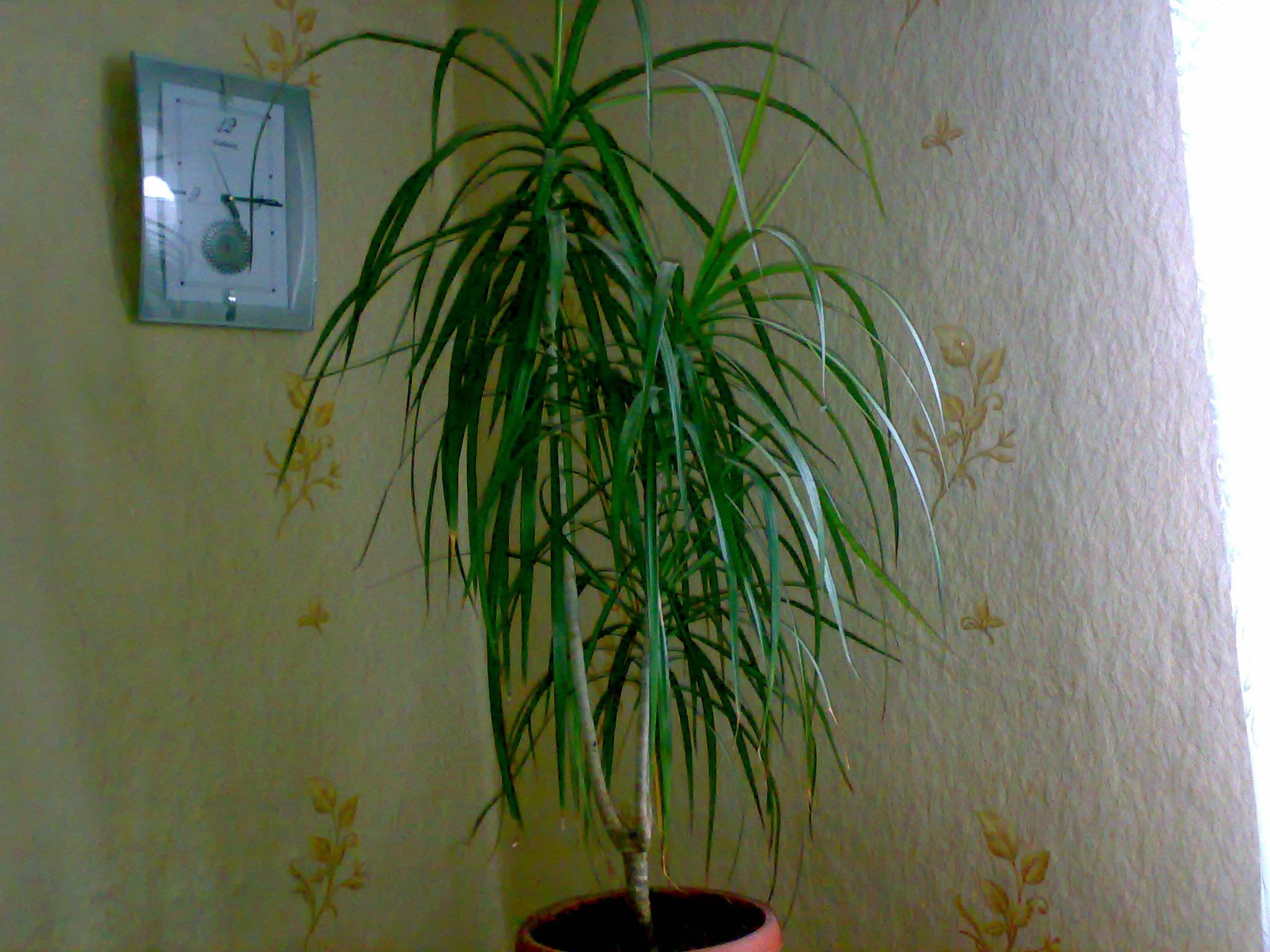 Цветок пальма домашняя фото и названия драцена