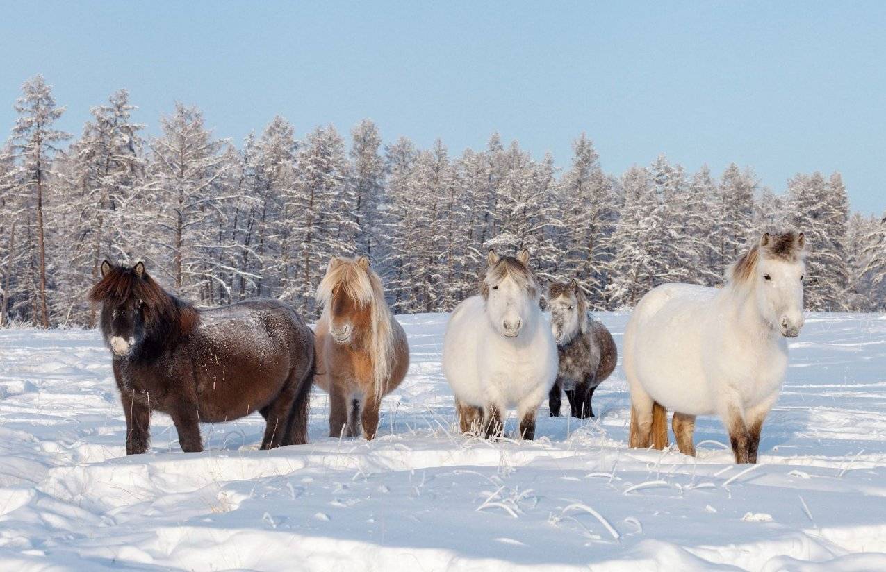 Якутская лошадь фото