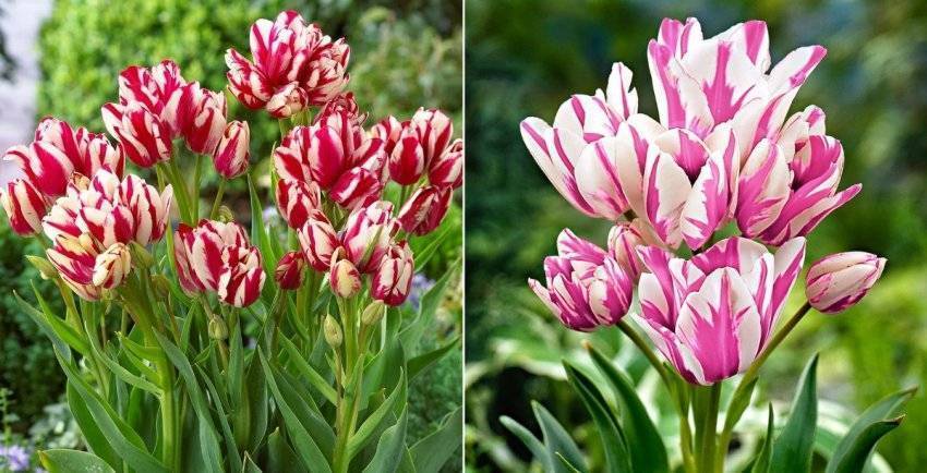 Сорта многоцветковых кустовых тюльпанов: описание и фото