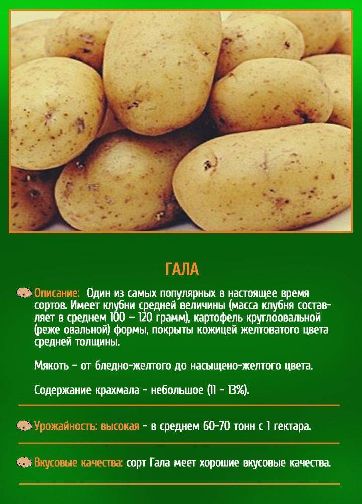 Гала картофель описание с фото
