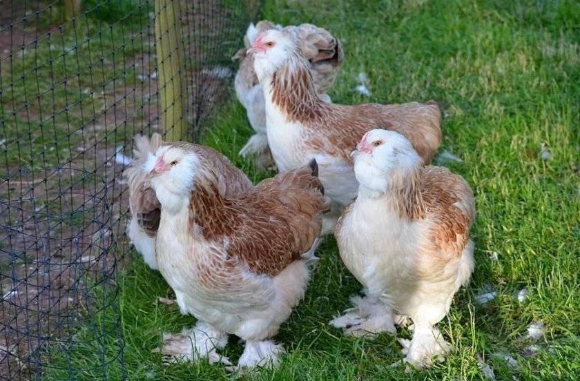 Фавероль: описание породы кур и ее особенности, фото цыплят и петухов, выращивание и содержание