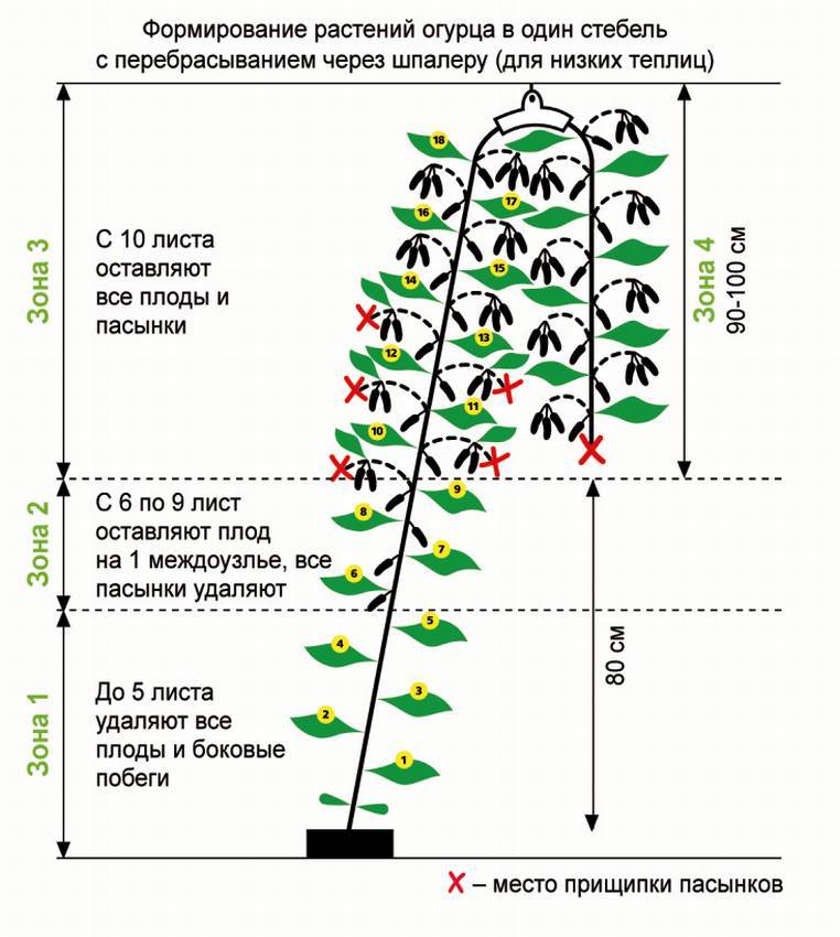 Принцип выращивания огурцов на Урале