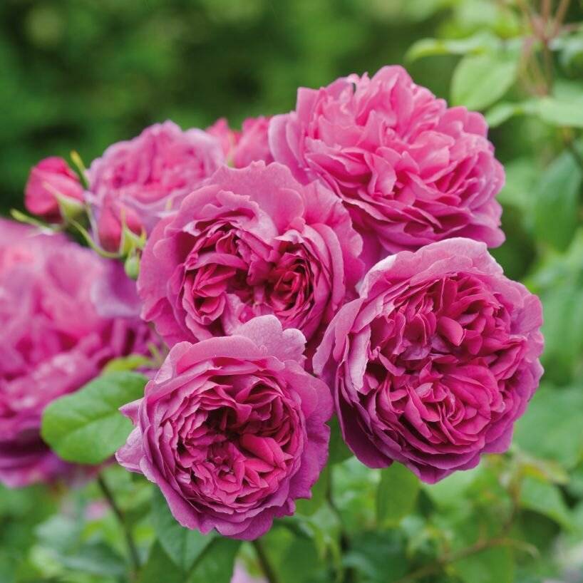 Английские розы: сорта, фото, описание 