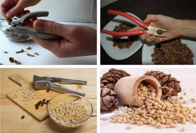 Как чистить кедровые орехи: как правильно и быстро почистить от скорлупы в домашних условиях, особенности чистки
