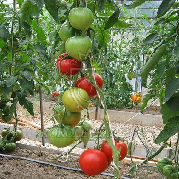 Томат вова путин: характеристика и описание сорта, фото куста и отзывы об урожайности помидоров