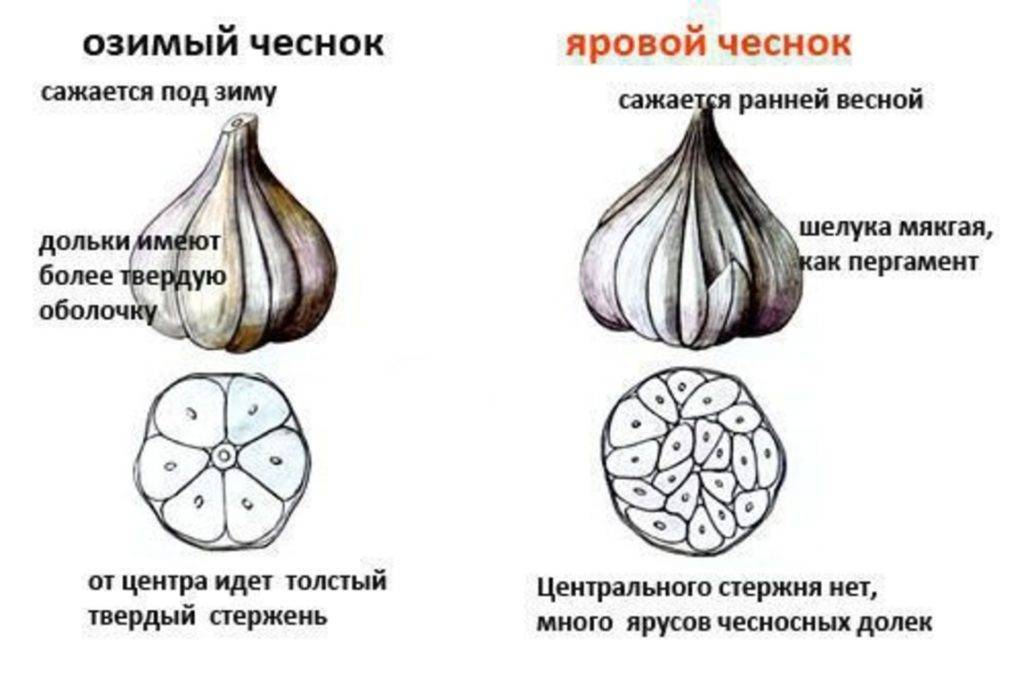 Как отличить яровой чеснок от озимого по внешнему виду фото и описание