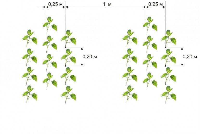 Схема посадки баклажанов в теплице в один ряд