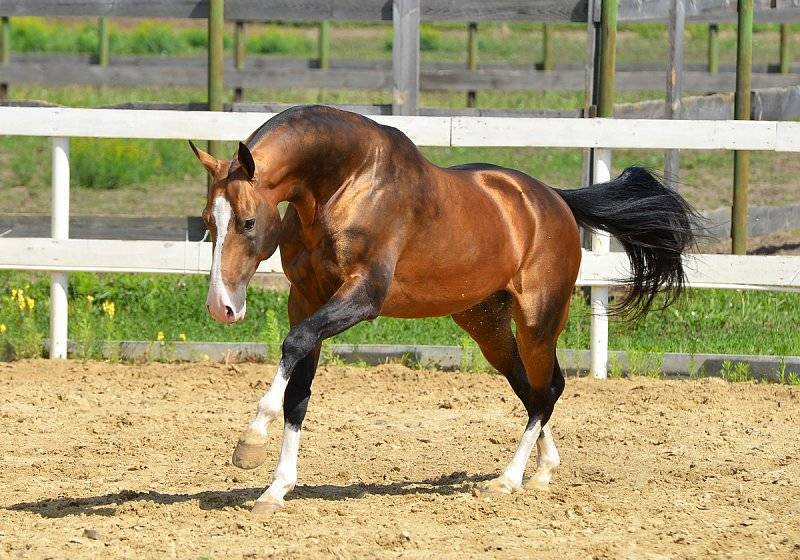 Голштинская порода лошадей – характеристика и содержание