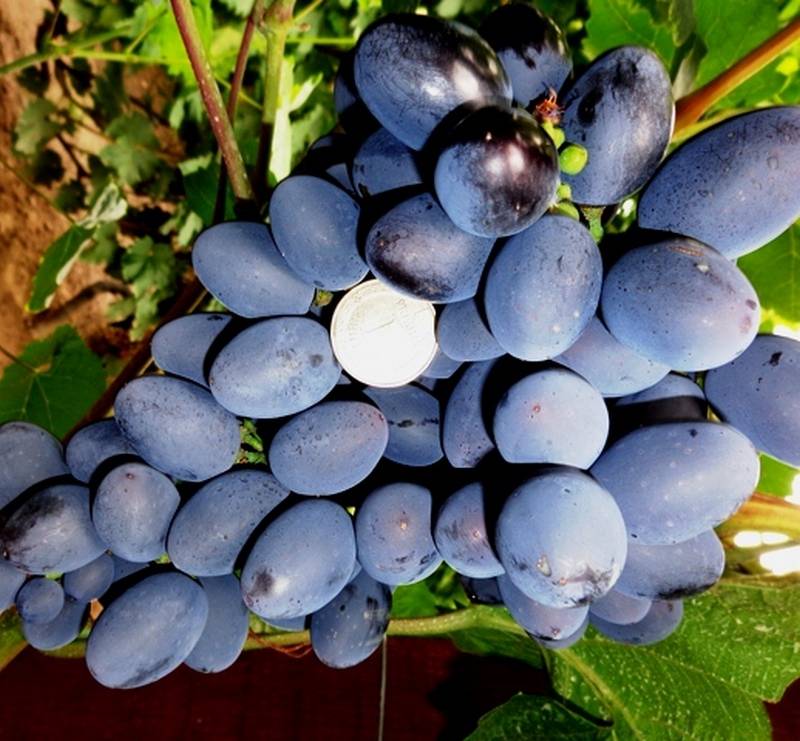 Виноград сорта гала, особенности выращивания и ухода за кустами