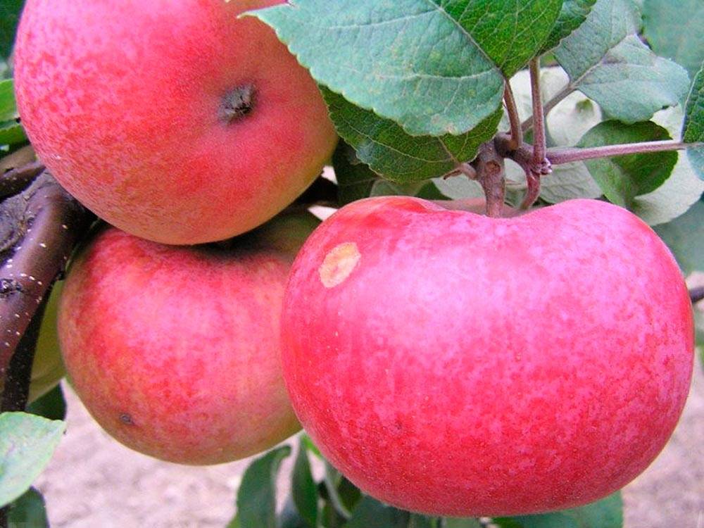 Описание сорта яблони аркад сахарный: фото яблок, важные характеристики, урожайность с дерева