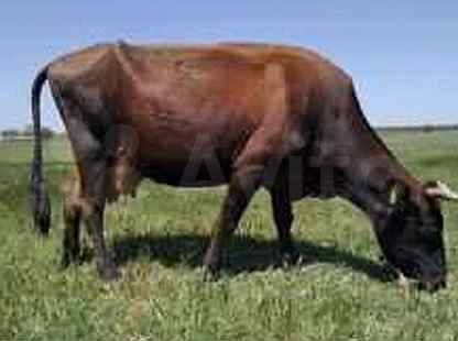 Красная степная корова - характеристика молочного крс 2021