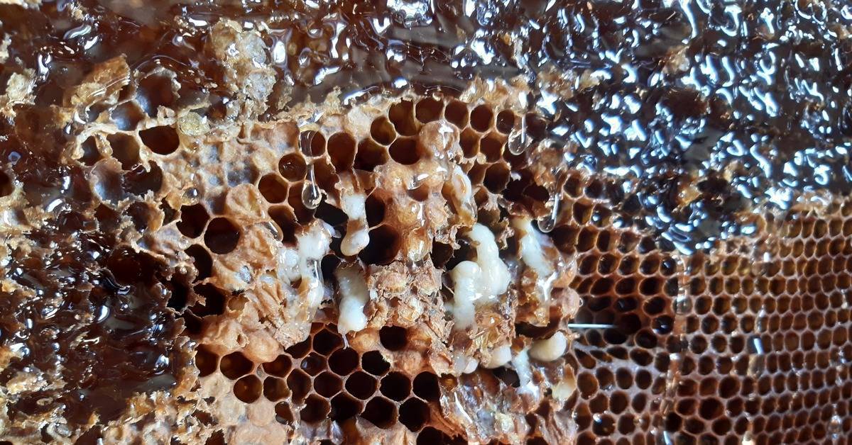Инфекционные болезни пчел | аграрный сектор