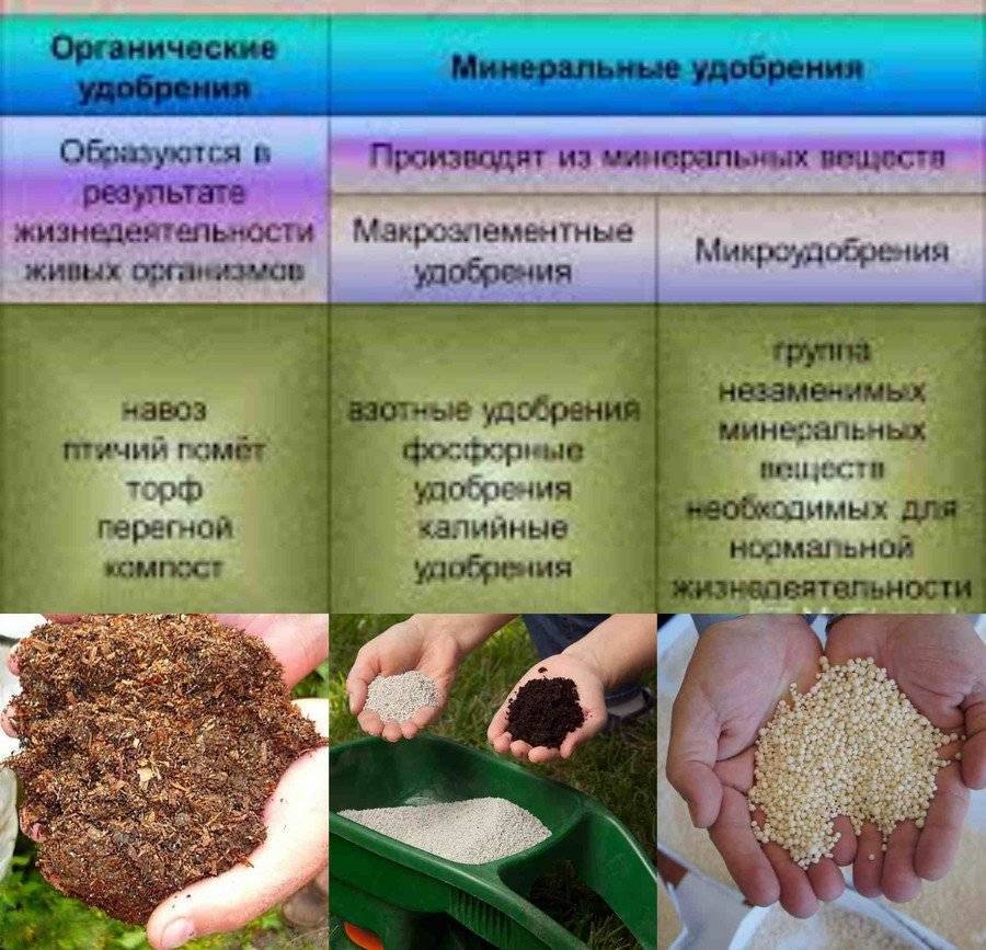 Классификация органических удобрений: их виды и характеристика