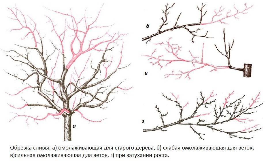 Как формировать старую яблоню осенью схема