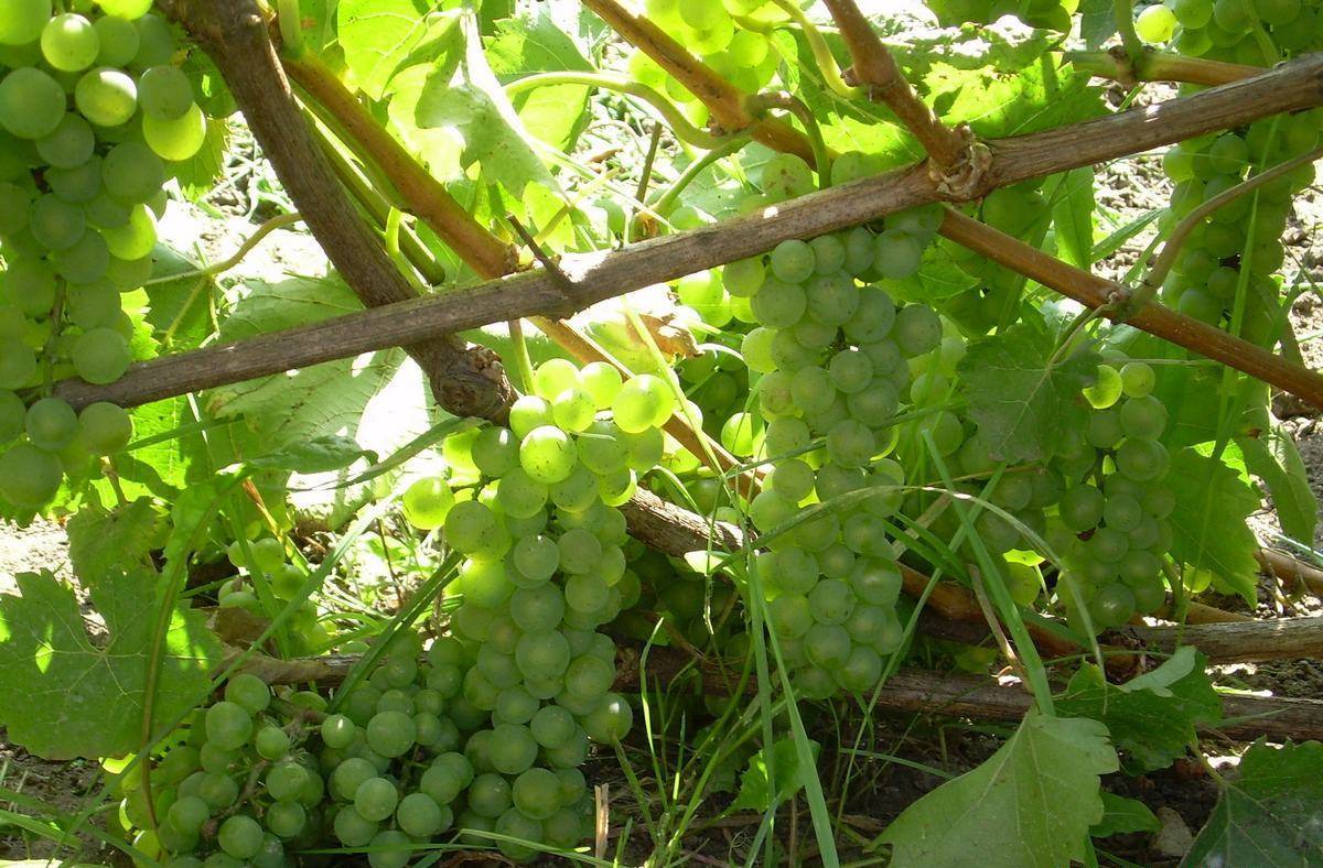 Виноград «бианка»: описание и фото сорта, отзывы о нем. особенности посадки и выращивания в регионах и характеристики: вкус, цвет, устойчивость к болезням