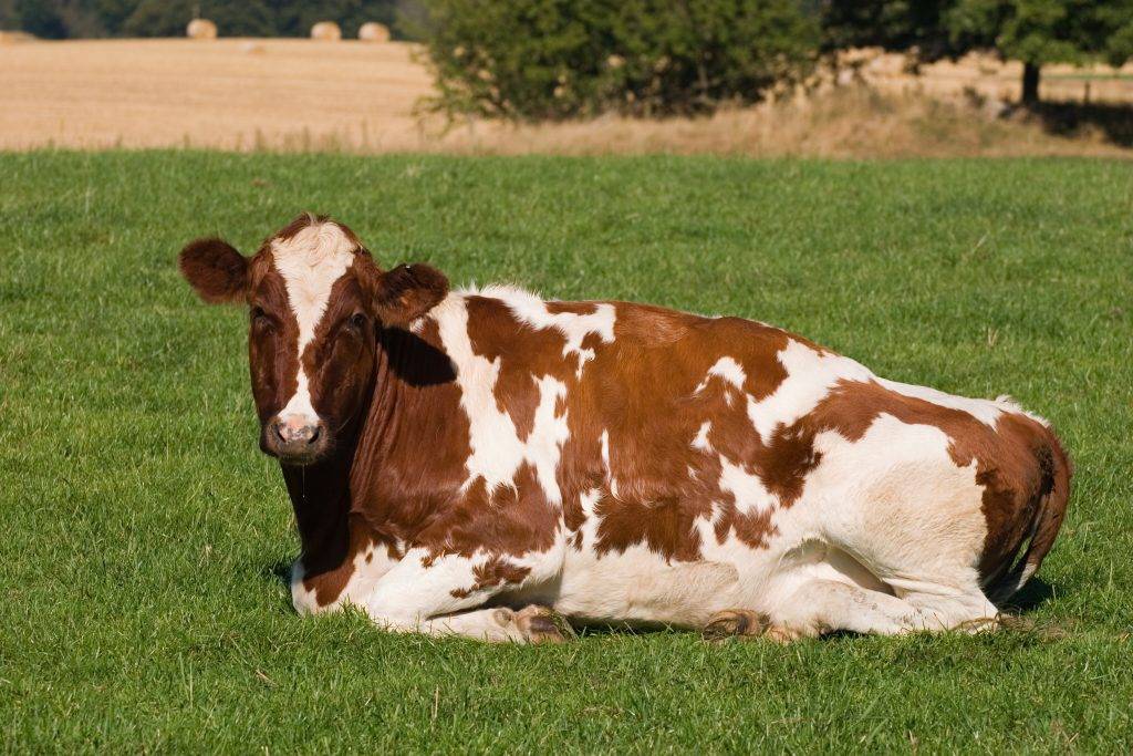 Айрширская порода коров: характеристики и отзывы о породе