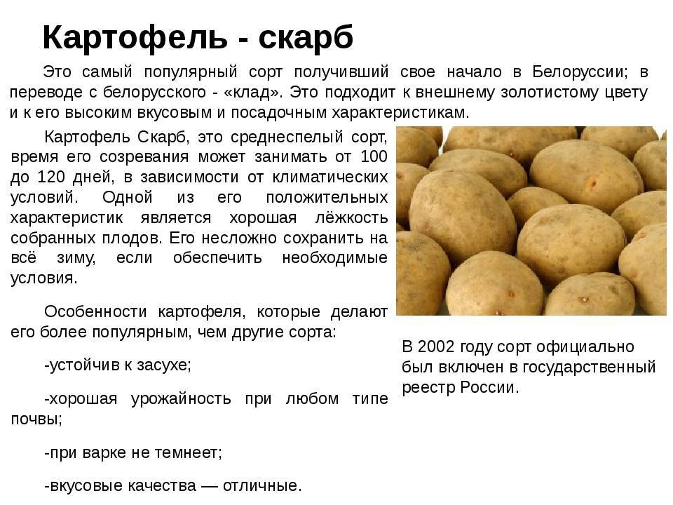 Картофель гала: характеристика сорта, отзывы
