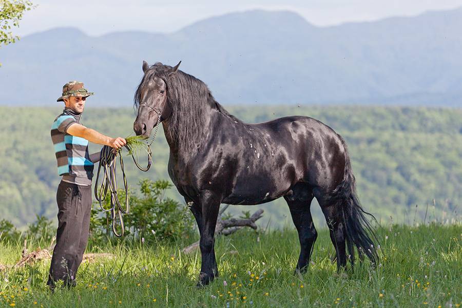 Кабардинская порода лошадей: описание, уход и содержание коней