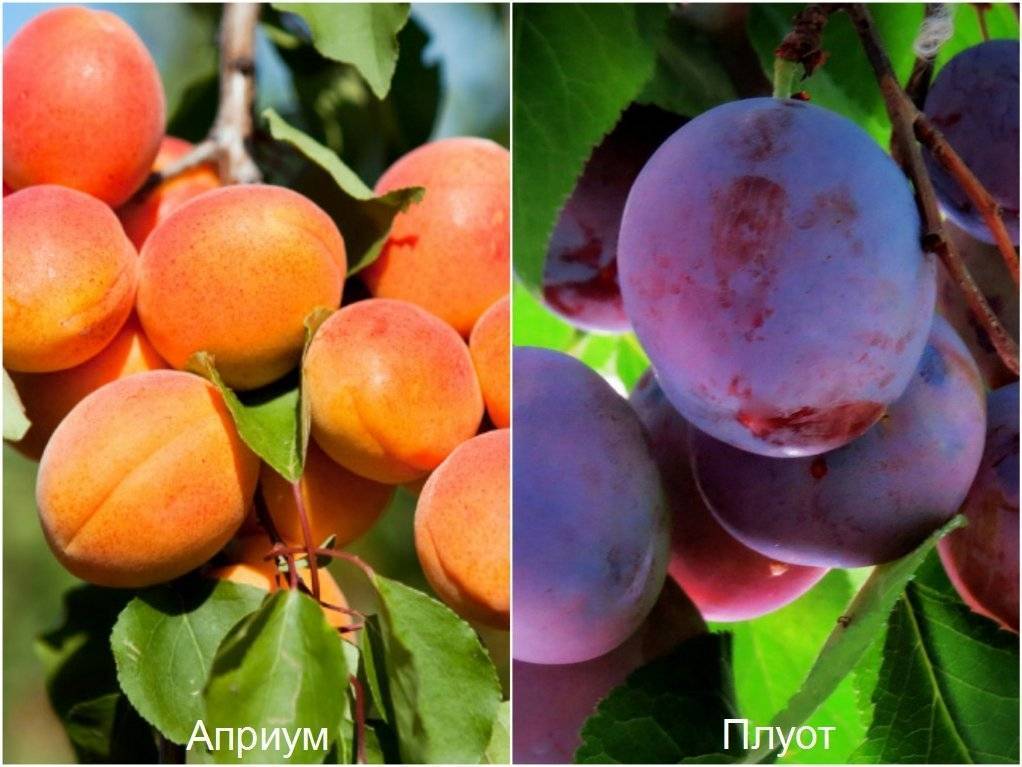 Гибрид сливы и абрикоса – разновидности, особенности выращивания [2019]
