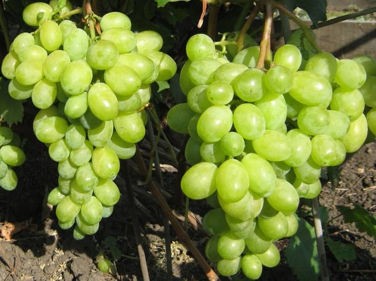 Виноград тимур (розовый): описание сорта, выращивание, уход и отзывы