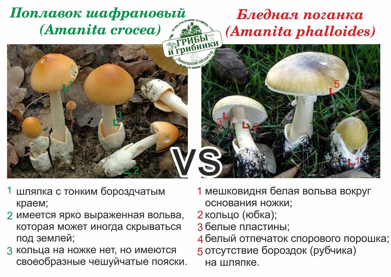 Сходства и различия бледной поганки и шампиньона: сравнение грибов и как отличить