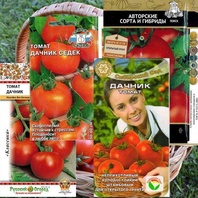 Томат дачник – характеристика и описание сорта, нюансы выращивания