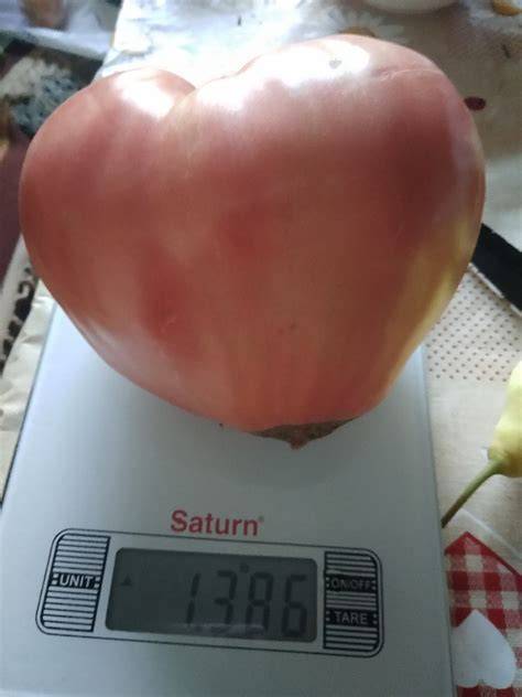 Крупноплодный, розовый томат любимый праздник: полное описание, рекомендации по выращиванию, отзывы