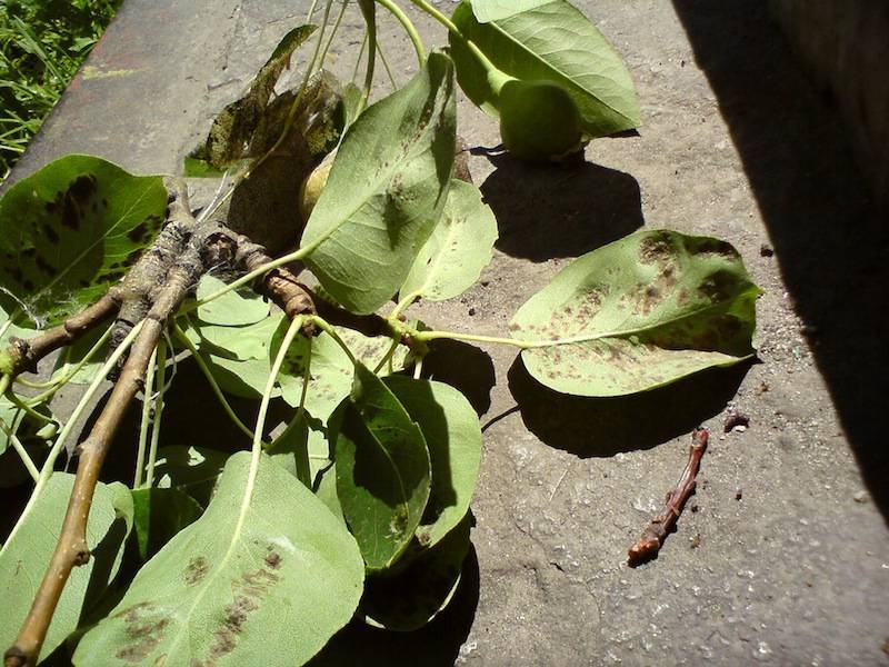 Чернеют листья на груше как лечить: причины заболеваний и эффективные способы их устранения (95 фото и видео)