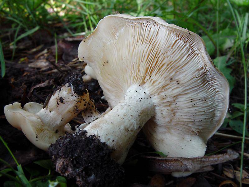 Майский гриб: состав, калорийность, польза, рецепты