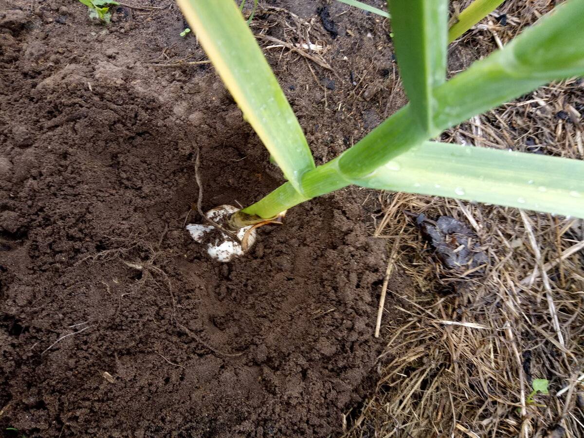 Как вырастить хороший урожай чеснока? всё о выращивании и уходе за чесноком. фото — ботаничка