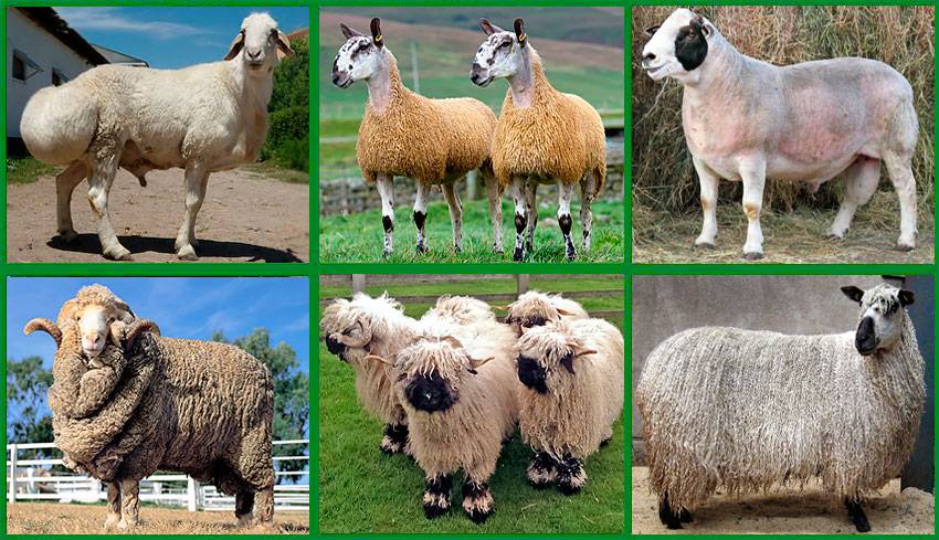 Овца: описание, породы, уход и содержание | планета животных