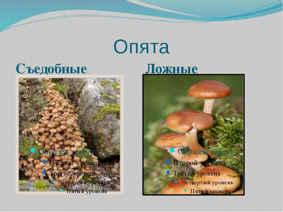 Луговые опята: фото и свойства грибов, когда появляются, когда собирать негниючники луговые (луговики)