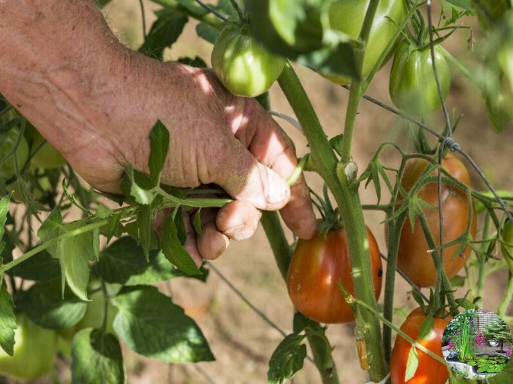 Удалять без жалости: учимся правильно формировать помидоры в один стебель