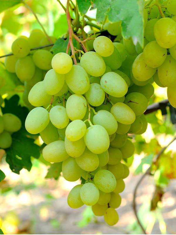 Виноград "благовест": описание сорта, фото, отзывы