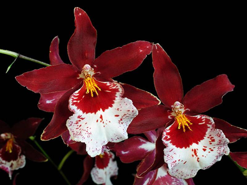 Орхидея камбрия: фото цветов, уход за ней и содержание в домашних условиях, пересадка после покупки, виды cambria, а также как грамотно пересадить растение?