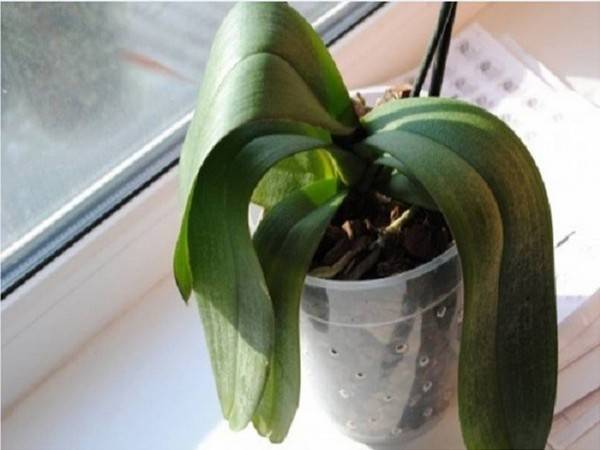 Почему у орхидеи вялые и мягкие листья: что делать и как реанимировать орхидею? | садоёж