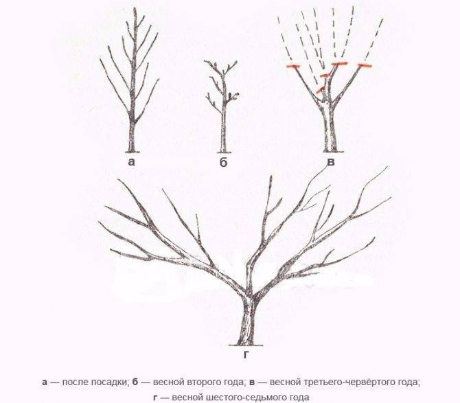 На какой год плодоносит абрикос после посадки. Омолаживание дерева абрикос. Обрезка персика осенью. Прививка абрикоса весной для начинающих.