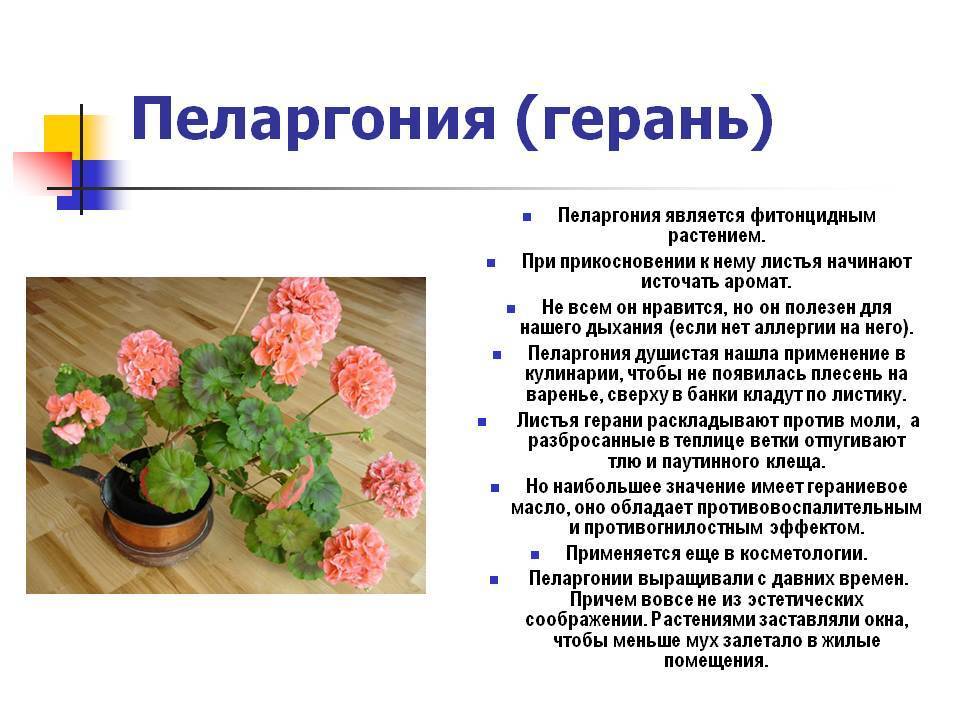 Королевская герань или пеларгония крупноцветковая: описание, сорта, секреты выращивания