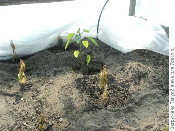 Почему вянут листья рассады томатов, перцев, баклажанов: что делать, как помочь растениям