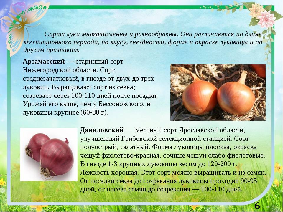 Характеристика и описание сорта лука бессоновский. как вырастить скороспелый урожай?