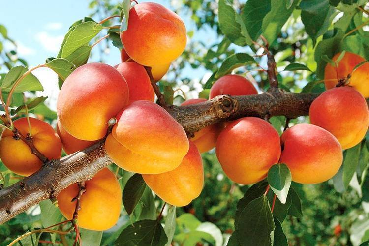 Описание абрикоса алеша – особенности сорта и уход за деревом