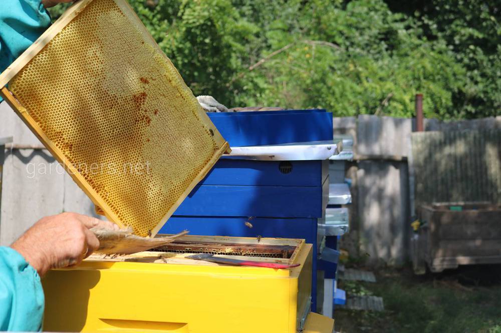 Пчёлы весной: особенности ухода, советы начинающим пчеловодам, видео