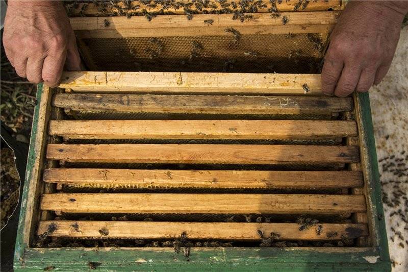 Осенняя подкормка пчёл сахарным сиропом: как приготовить, пропорции, сроки