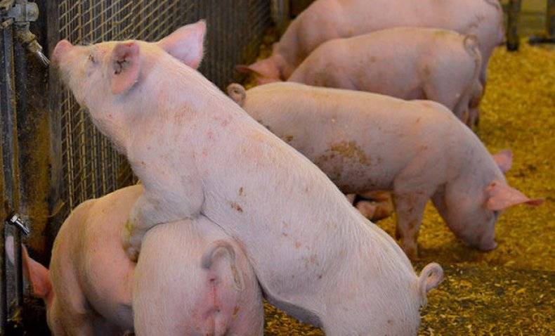 Заболевание рожа у свиней