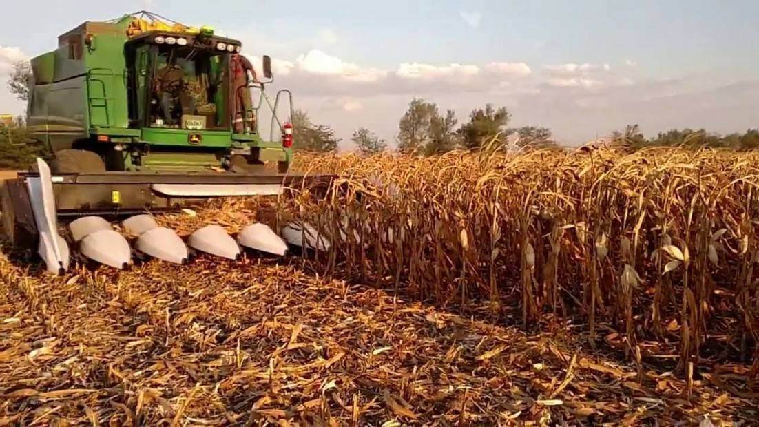 Выращивание и обработка кукурузы на зерно
