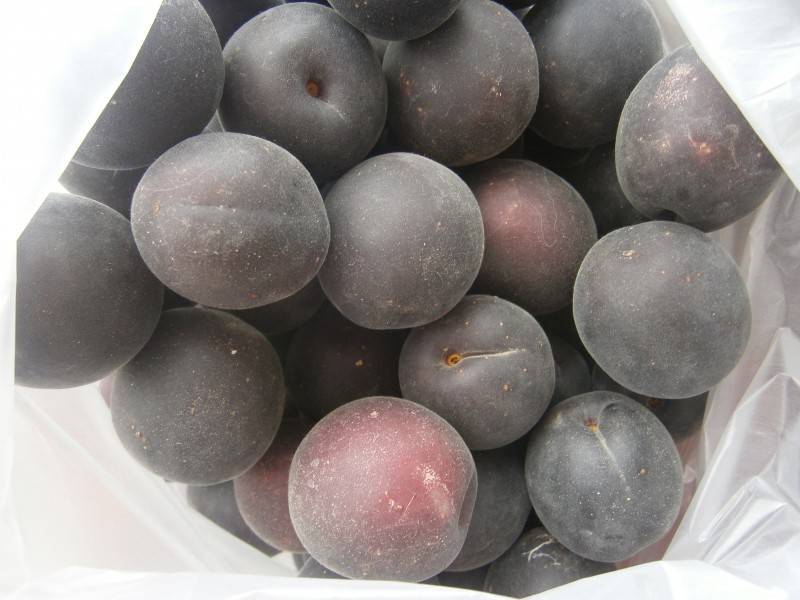 Описание и правила выращивания абрикоса сорта черный бархат
