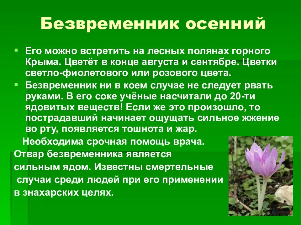 Безвременник — торжество осени. цветок колхикум. виды. выращивание, размножение, уход. фото — ботаничка