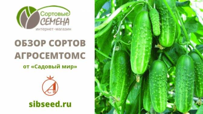 Огурцы миранда – 8 особенностей и 12 советов по посадке и уходу