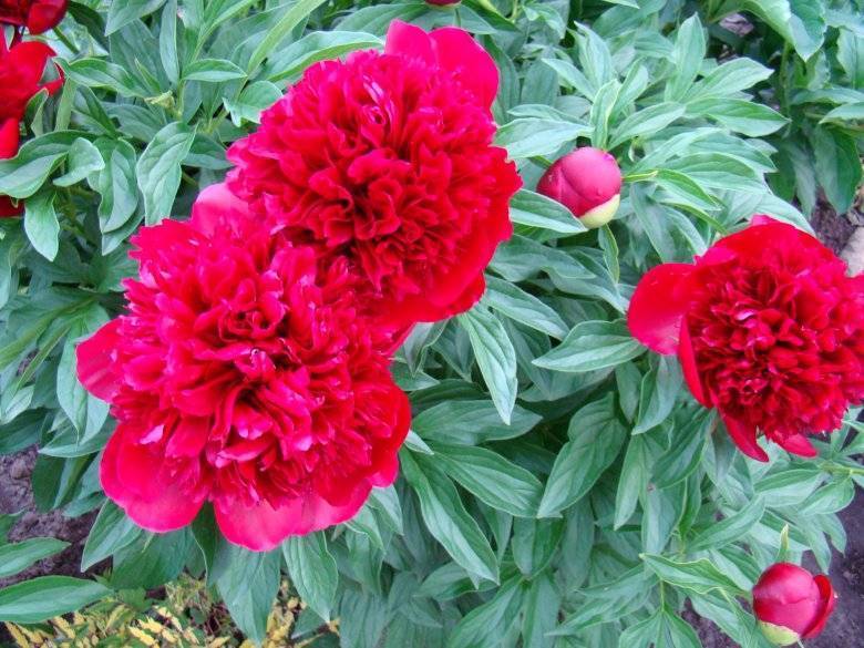 Красные пионы: описание и фото сортов ред грейс (grace), шарм или чарм (red charm) и спайдер, уход и выращивание цветов, а также способы размножения