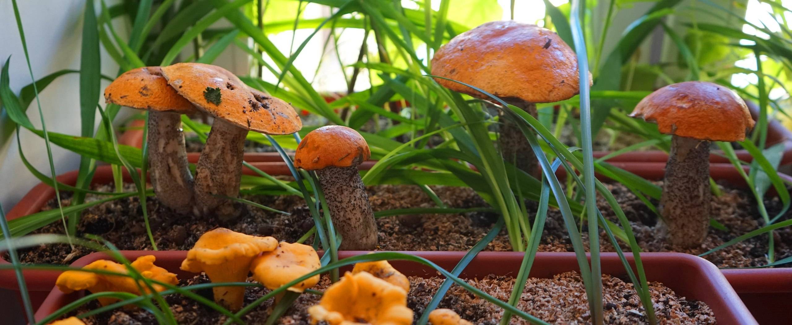 Выращивание белых грибов в домашних условиях инструкция для новичков